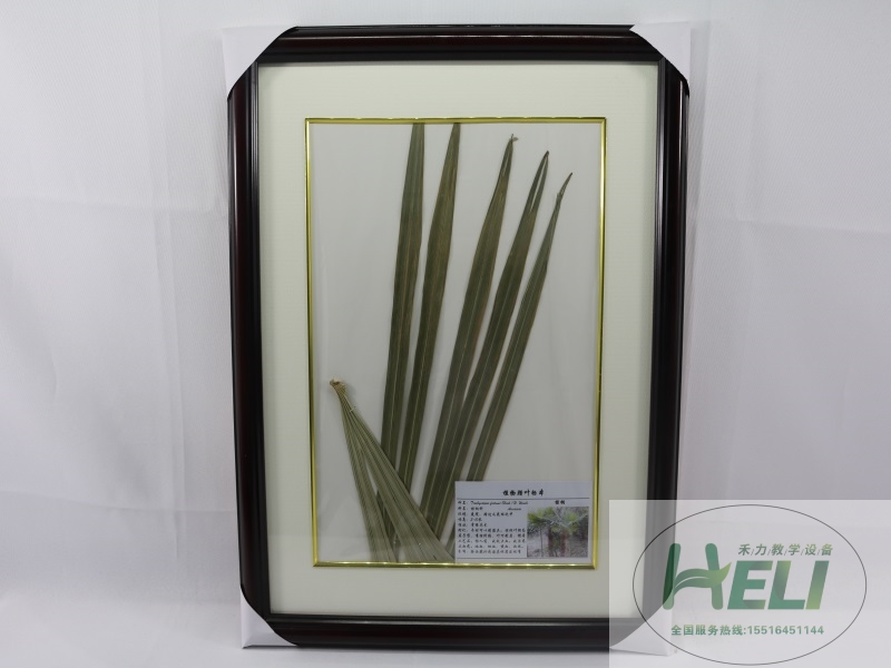 植物干制標本-棕櫚